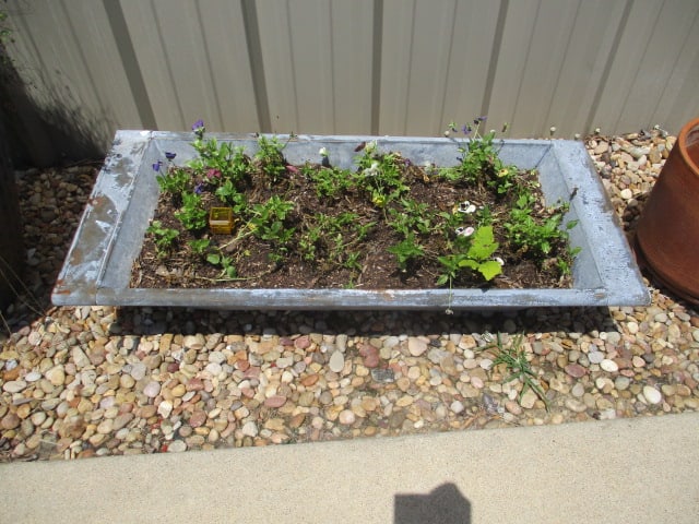 Galvanized Tin Trough Planter with Live Pansies - 2
