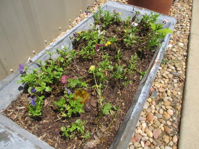 Galvanized Tin Trough Planter with Live Pansies - 5