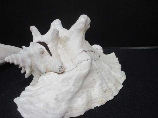 Weathered Queen Conch Shell 10" & Whelk Shell 12" - 2