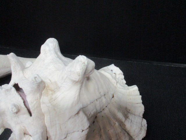 Weathered Queen Conch Shell 10" & Whelk Shell 12" - 3