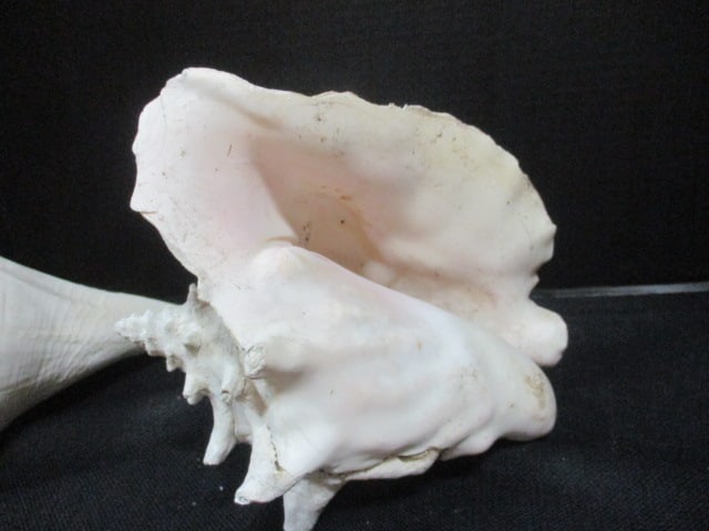 Weathered Queen Conch Shell 10" & Whelk Shell 12" - 4