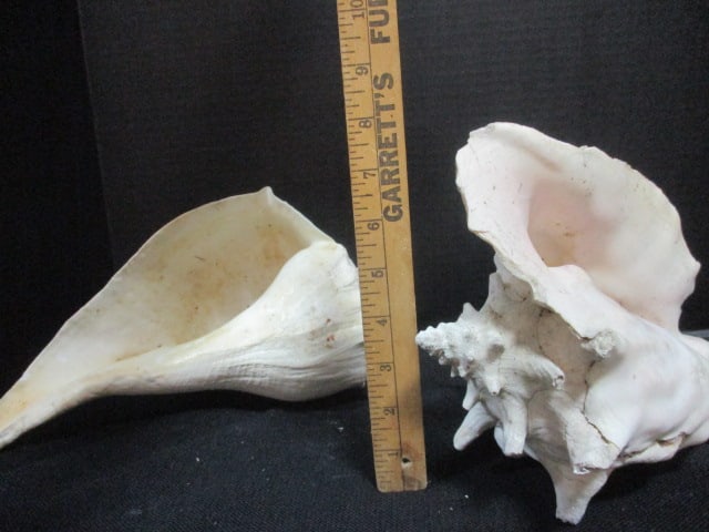 Weathered Queen Conch Shell 10" & Whelk Shell 12" - 7