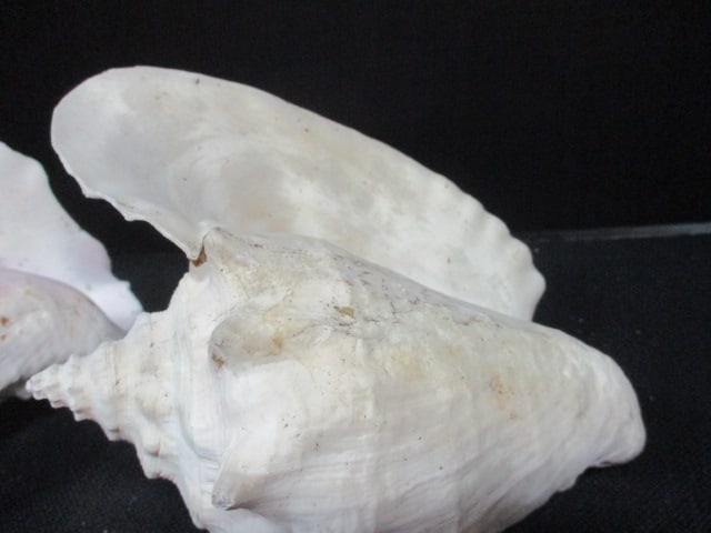 Queen Conch Shells (Lot of 2) 9" - 2