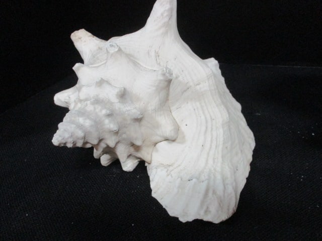 Queen Conch Shells (Lot of 2) 9" - 7