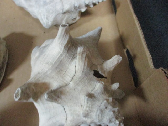 Weathered Conch Shell 7", 9",9" (Lot of 3), Ramose Murex Shell 7", - 2