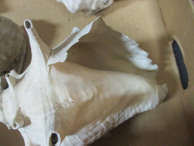 Weathered Conch Shell 7", 9",9" (Lot of 3), Ramose Murex Shell 7", - 3