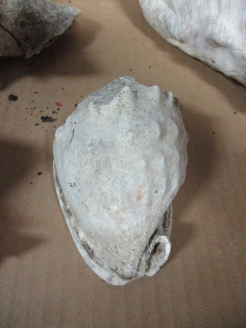 Weathered Conch Shell 7", 9",9" (Lot of 3), Ramose Murex Shell 7", - 4