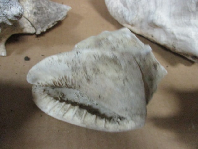 Weathered Conch Shell 7", 9",9" (Lot of 3), Ramose Murex Shell 7", - 5
