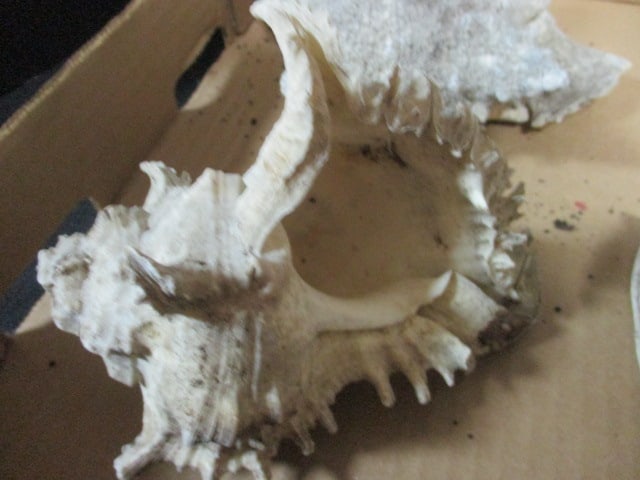 Weathered Conch Shell 7", 9",9" (Lot of 3), Ramose Murex Shell 7", - 7