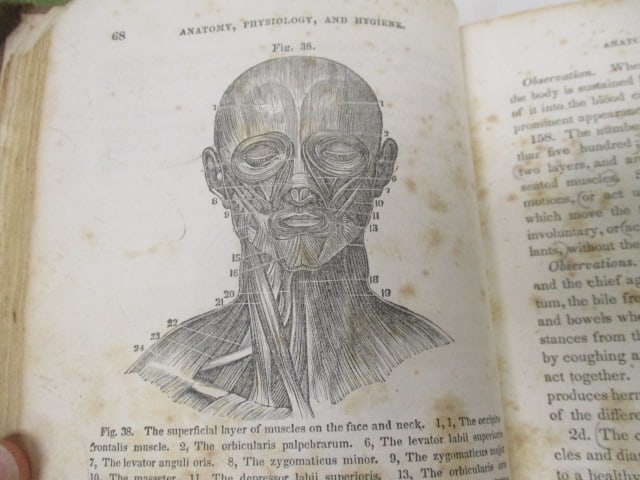Two Antique Books with Illustrations - 5