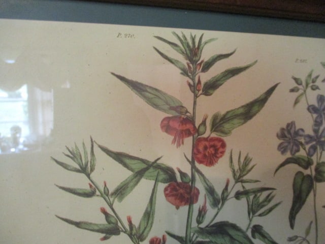 Wood Frame Tray Wall Hanger with Botanical Drawings Under-Glass - 2