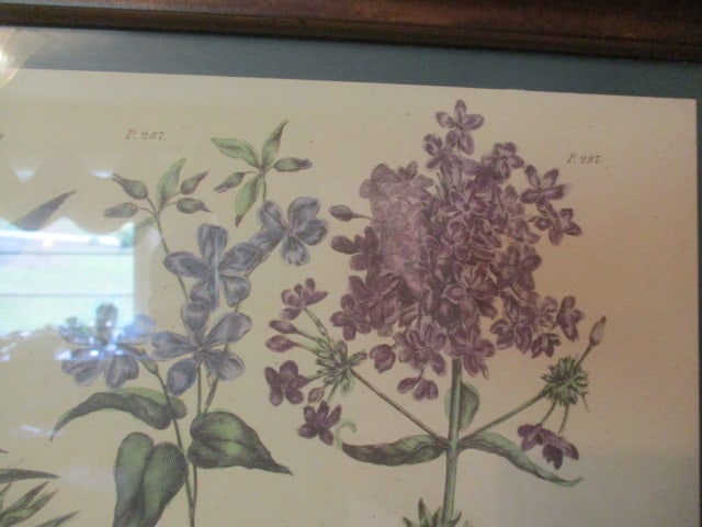 Wood Frame Tray Wall Hanger with Botanical Drawings Under-Glass - 3