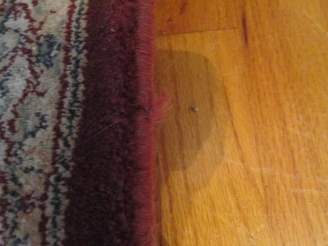 Burgundy/Beige Border Runner - 11