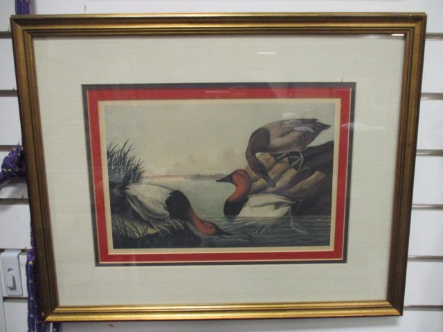 Framed and Matted John James Audubon "Canvas Backed Duck" Reproduction of (1 of 6)