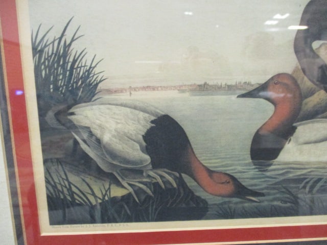 Framed and Matted John James Audubon "Canvas Backed Duck" Reproduction of - 2