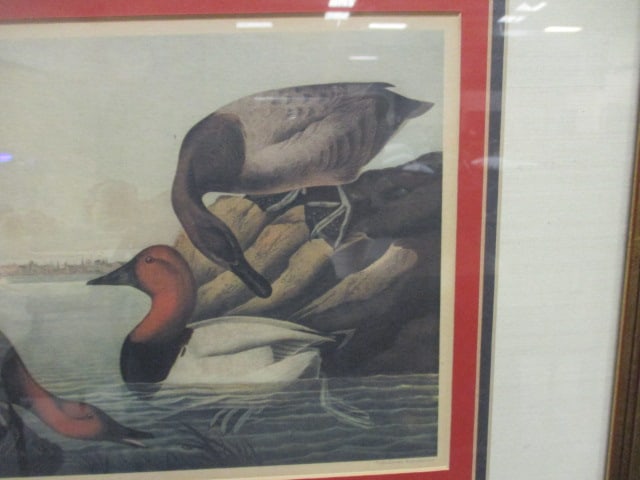 Framed and Matted John James Audubon "Canvas Backed Duck" Reproduction of - 3