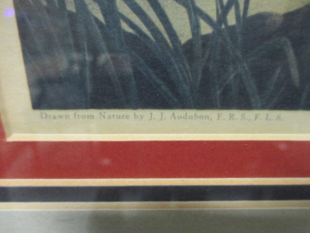 Framed and Matted John James Audubon "Canvas Backed Duck" Reproduction of - 5