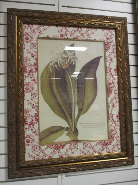 Framed and Matted "Floritus Majoritus" by Ehret Botanical Print: 31" x 39", Local Pickup Suggested