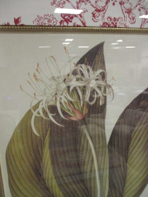 Framed and Matted "Floritus Majoritus" by Ehret Botanical Print - 2