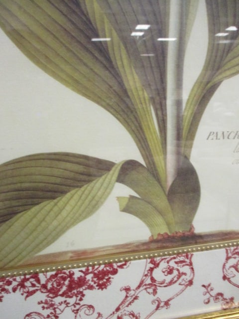Framed and Matted "Floritus Majoritus" by Ehret Botanical Print - 3