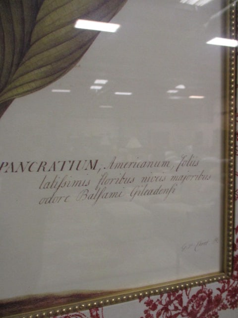 Framed and Matted "Floritus Majoritus" by Ehret Botanical Print - 4