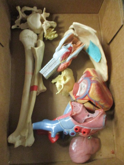 Anatomical Human Body Educational Models: see pictures for parts