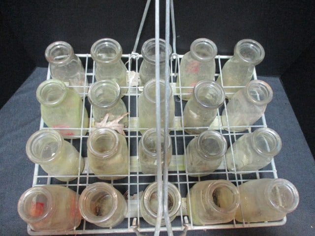 Old Dairy Bottle Carrier Filled with 1/4 and 1/2 Pint Glass Dairy Bottles - 2