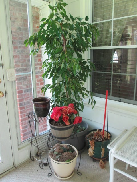 Artificial Ficus Tree, Two Metal Plant Stands, Pot Dollies and Planters: See pictures and preview, Local Pickup Only