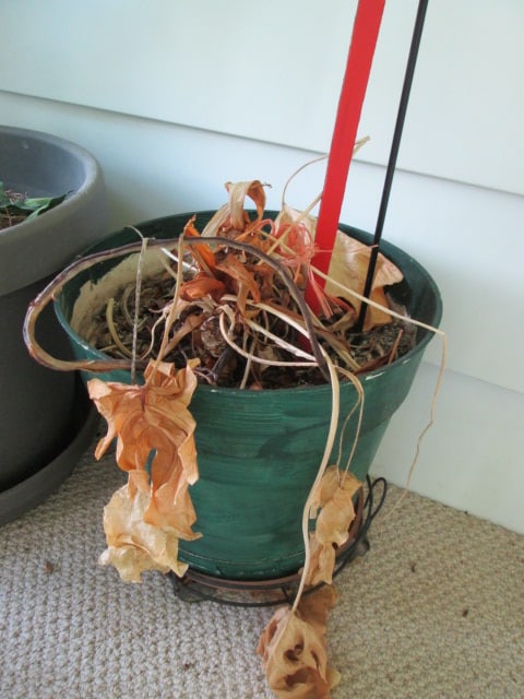 Artificial Ficus Tree, Two Metal Plant Stands, Pot Dollies and Planters - 4