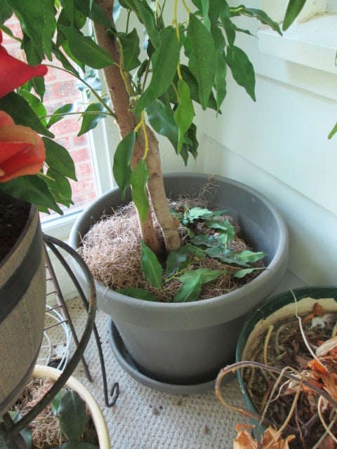 Artificial Ficus Tree, Two Metal Plant Stands, Pot Dollies and Planters - 5