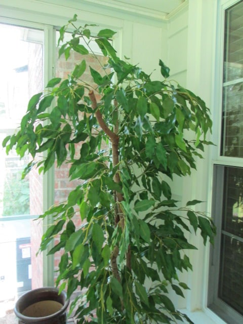 Artificial Ficus Tree, Two Metal Plant Stands, Pot Dollies and Planters - 6