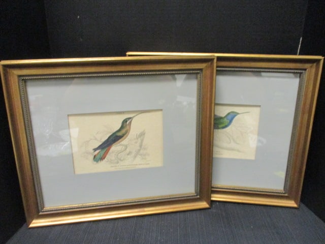 Hummingbird F/M Plate Prints (Plate 27 & Plate 2): 17 x 14 1/2