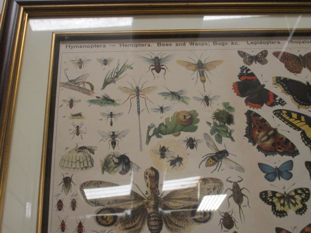 Framed Vintage Scientific Entomological Bookplate Lithograph - 2