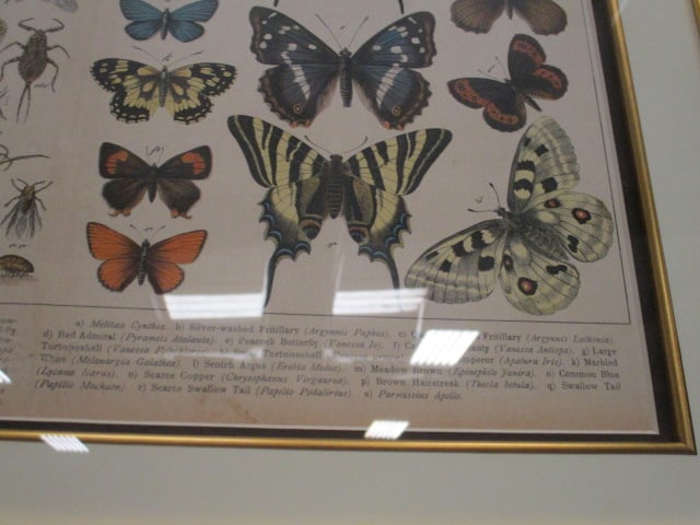 Framed Vintage Scientific Entomological Bookplate Lithograph - 3