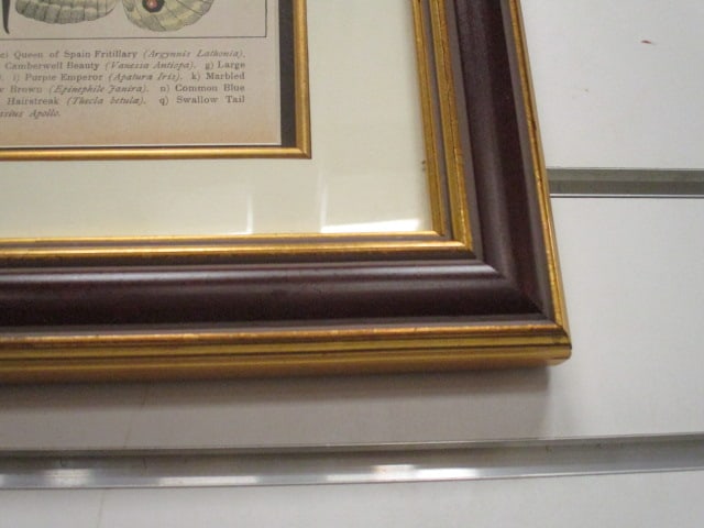 Framed Vintage Scientific Entomological Bookplate Lithograph - 4