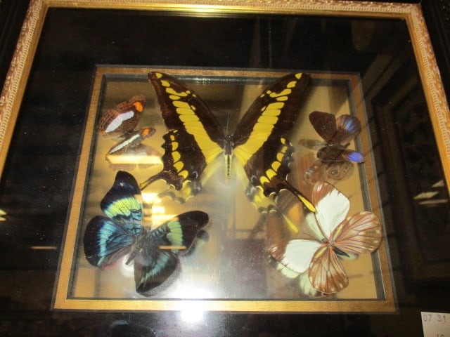 Vintage Taxidermy Butterfly Species in Mirrored Shadow Box Frame - 2