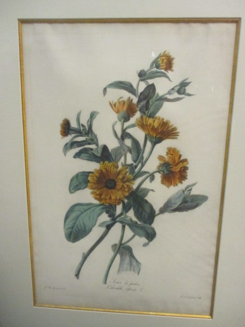 Vintage Botanical "Calendula Officinalis" Lithograph Originally by Gerard van Spaendonck - 2