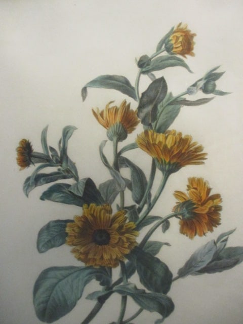 Vintage Botanical "Calendula Officinalis" Lithograph Originally by Gerard van Spaendonck - 3