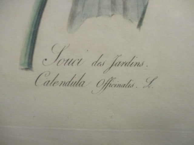 Vintage Botanical "Calendula Officinalis" Lithograph Originally by Gerard van Spaendonck - 5