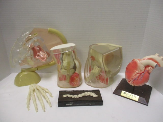Collection of Educational Anatomical Human Body Models: see pictures and preview for selection and condition