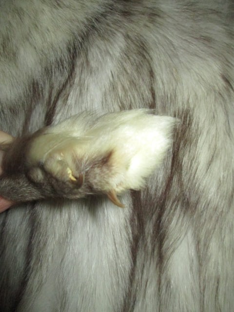 Vintage Norwegian Blue Fox Fur Jacket with Attached Natural Fur Paws at Collar - 2