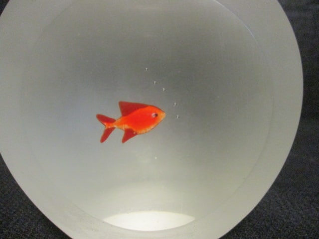 Signed Glass Art "Aquarium" Paperweight - 2