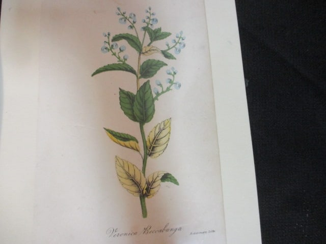 2 Vintage Floral Lithograph Prints - 2
