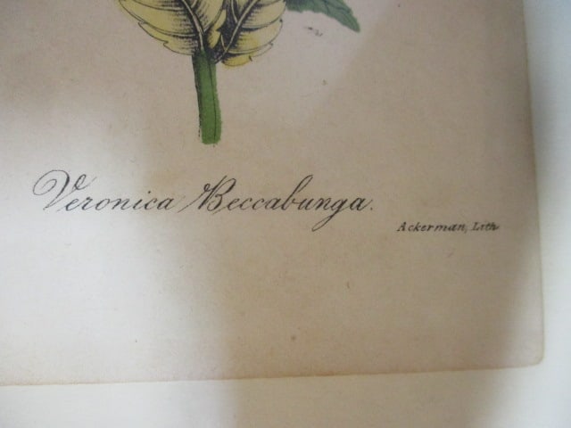 2 Vintage Floral Lithograph Prints - 3