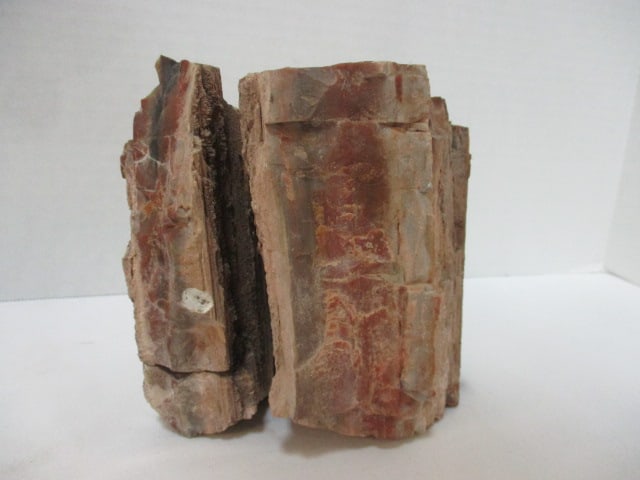 Petrified Wood Fossil: 5" x 5 1/4"