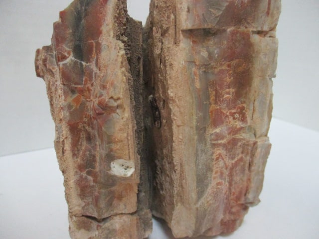 Petrified Wood Fossil - 2