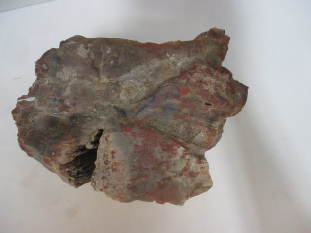 Petrified Wood Fossil - 3