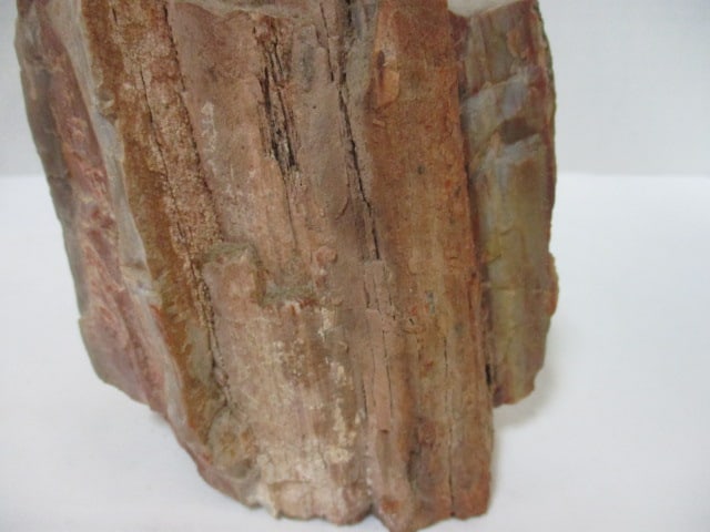 Petrified Wood Fossil - 4