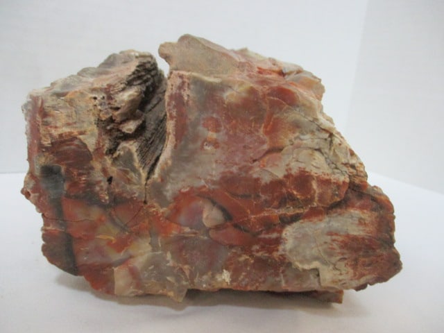 Petrified Wood Fossil - 5