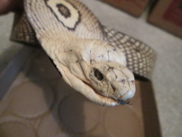 Vintage Genuine Cobra Snakeskin Belt with Preserved Cobra Head Hood - 3